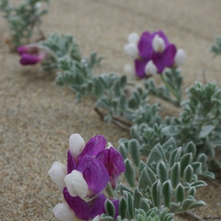 Lathyrus littoralis